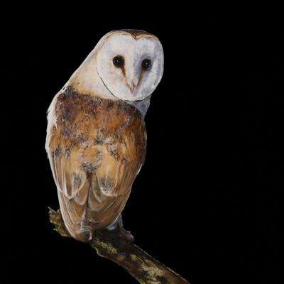 Artwork by Tony O'Connor